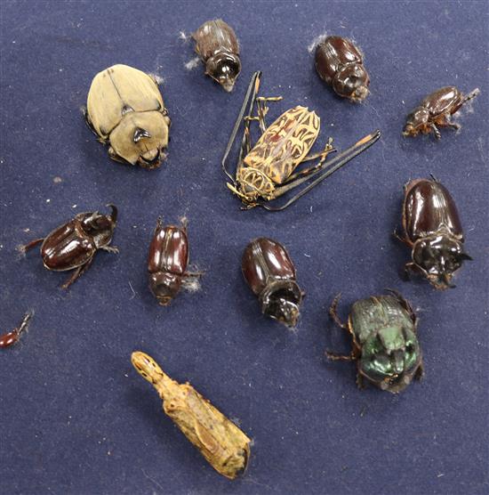 A small collection of assorted beetles